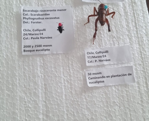 Insectario