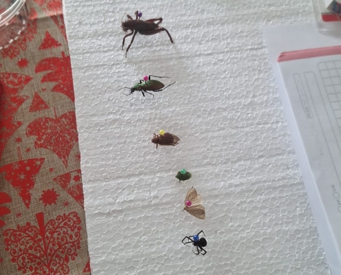 Insectario