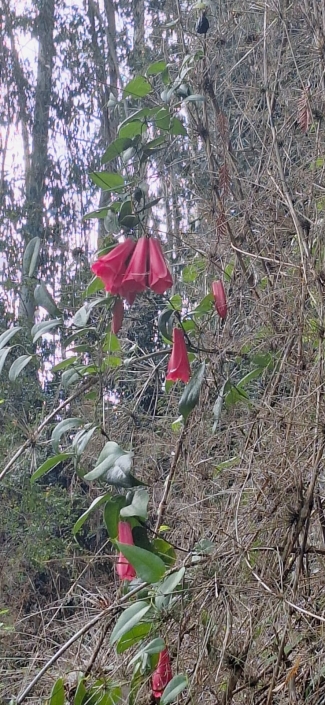 Copihues