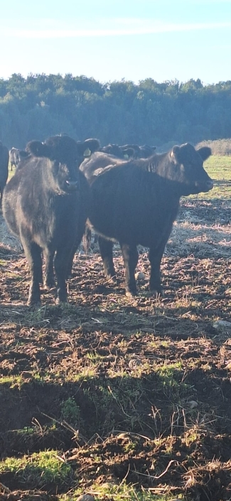 Vacas