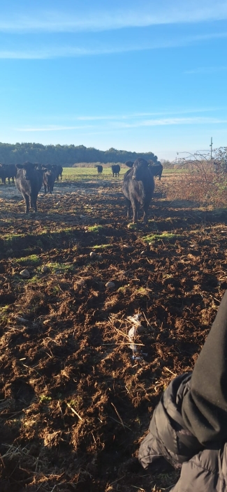 Más vacas