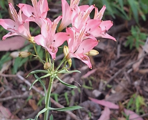 Flor