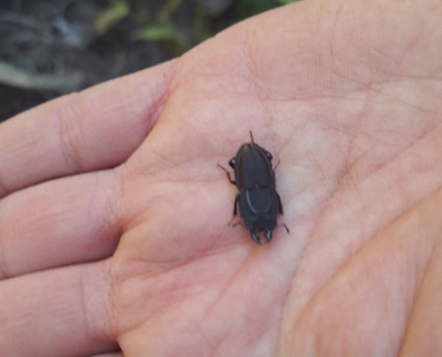 Insecto