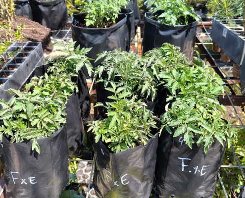 Plantas