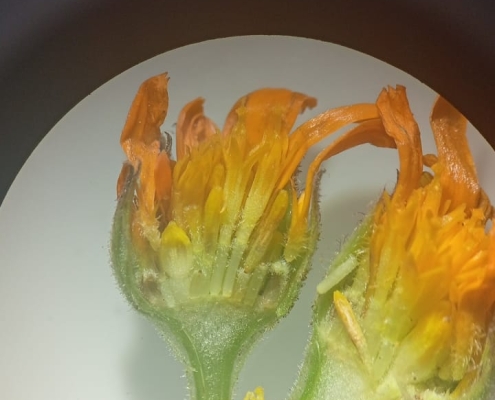 Flor