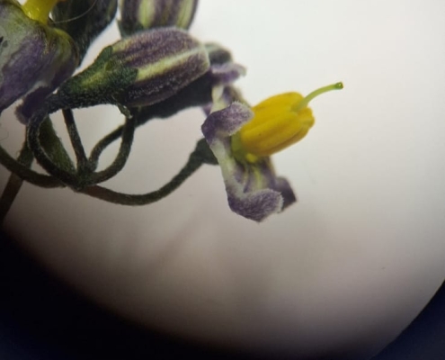 Flor
