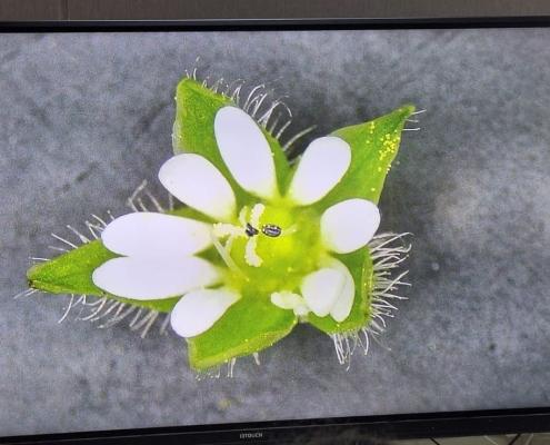 Flor