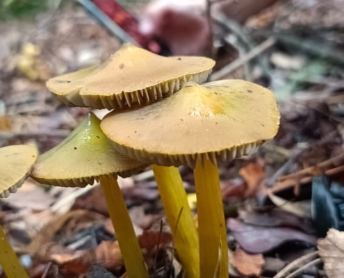 Hongos