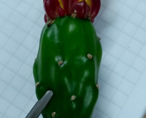 Cactus