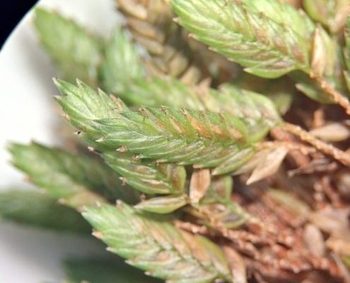 Plantitas